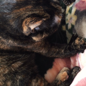 かえでのふみふみの画像