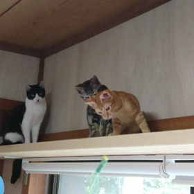 猫じゃらしマスターの画像