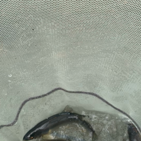 今日が本当の解禁日⁉️の画像