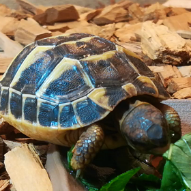 食レポデビューの画像
