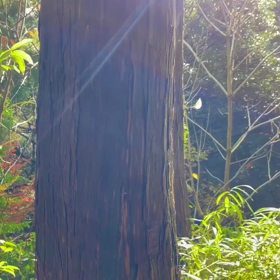 今年最後に怖いけど言うわの画像