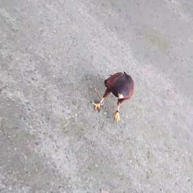 距離 みじかっ（笑）の画像