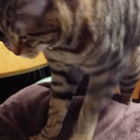 ふみふみ、もみもみ❤の画像