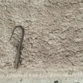 シャッター開けたらの画像