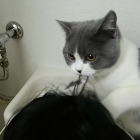 髪づくろい？！の画像