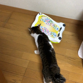 以前より母と話しが噛み合わない事が多い。新入りにデールが興味しんしん。の画像