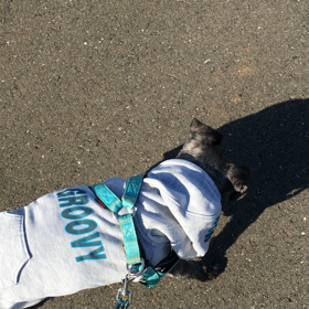 はばたく耳の画像