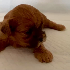 華ちゃんの成長1️⃣の画像