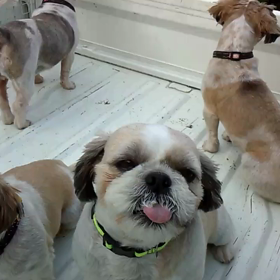 アレックスの特技の画像