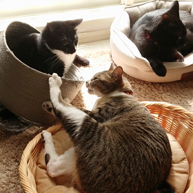 明けで帰宅したら。の画像