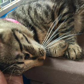 【里親さま募集中】キジトラ♂甘えん坊の画像