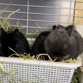 癒しのもぐもぐタイムの画像