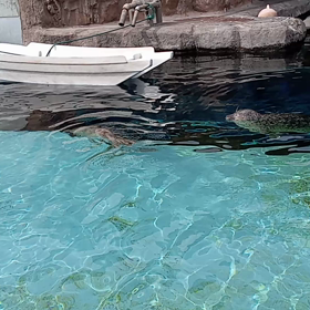 水の上のゴマフアザラシ赤ちゃんの画像