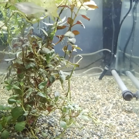 不思議カラシンの画像