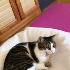 休眠口座を引き出すために… デールちゃんの大掃除！の画像