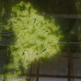 月弓ヒレ長×煌体外光ヒレ長　掛け合わせF1の画像