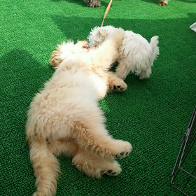 リード訓練？？の画像