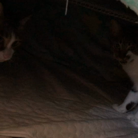 2023/12/01ふたにゃんと始まりました師走！の画像