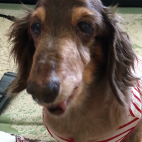 フムフムの画像