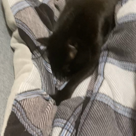 3回目ワクチンと合否。の画像