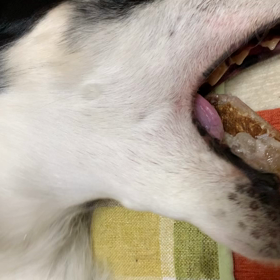 Aloha〜　ボク、保護犬ボルゾイ　ディープだょの画像