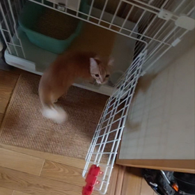 花と竜　４６の画像