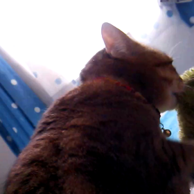 しまさんったら♪の画像