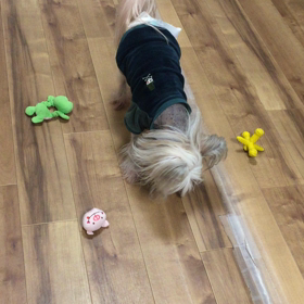 落ち着きのないやつの画像