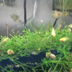 ちびちゃん水槽の画像