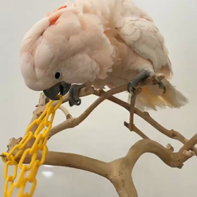 オオバタンの画像