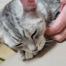 生あくびの画像