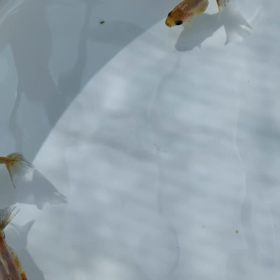 特にタイトルは無いの画像