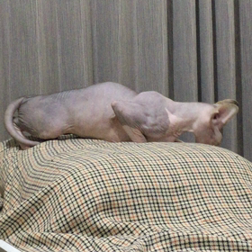 発情期のポーズの画像