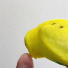 挨拶インコの画像