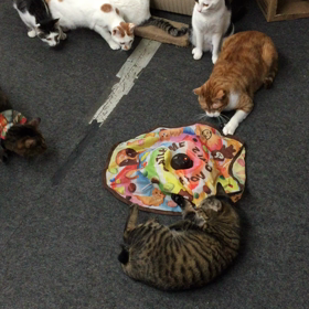 猫たちが大好きなおもちゃの画像