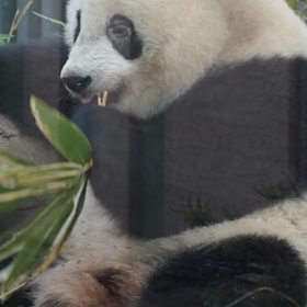 シャンシャンおめでとう！の画像