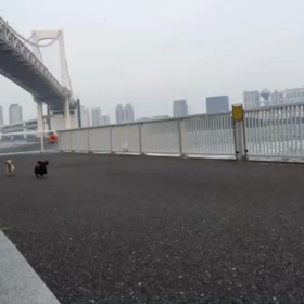 レインボーブリッジの画像