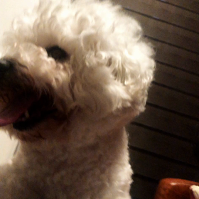 沖縄犬サクラさん、夏バテすぎ^_^の画像