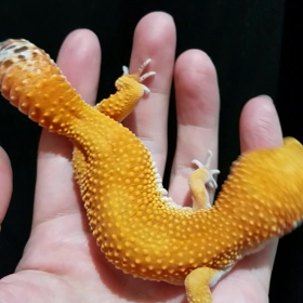 タンジェリンは深~い！の画像