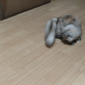 回る〜回る〜よ子猫は回る〜の画像