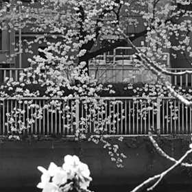 ご近所 隣町  かけ足花巡り ①の画像