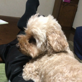 今日はいちごの日の画像