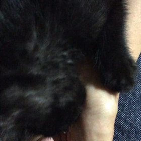 猫ちゃん どうした？の画像