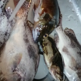 今週 日月火曜日の釣果 がしら セイゴ ぐれ コショウダイ タケノコメバル 三重県の画像