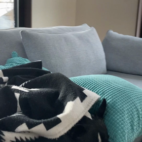 ボストンテリアのいびきの画像