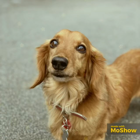 リンゴ、ごめんねごめんの画像