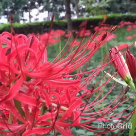 森林浴を兼ねながら、彼岸花鑑賞する〜*\(^o^)/*の画像