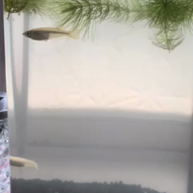 メダカちゃんの画像