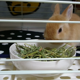 アルファルファの画像