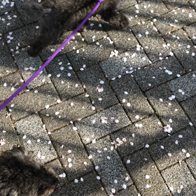 お散歩リベンジの画像